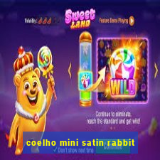 coelho mini satin rabbit